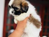 Shih Tzu Puppies