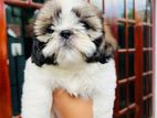 Shih Tzu Puppies