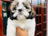Shih Tzu Puppies