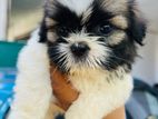 Shihtzu Puppies