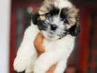Shih Tzu Puppies
