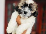 Shih Tzu Puppies