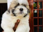 Shi Tzu Puppies