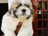 Shi Tzu Puppies