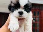 Shihtzu Puppies