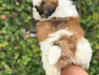 Shihtzu Puppies