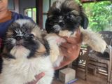 Shihtzu Puppies