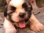 ShihTzu Puppies