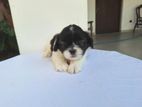 Shih Tzu Puppies
