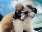 Shihtzu Puppies