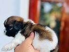 Shih Tzu Puppies