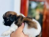 Shih Tzu Puppies