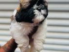 Shih Tzu Puppies