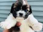 Shih Tzu Puppies