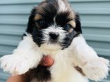Shih Tzu Puppies