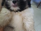 Shihtzu Puppies