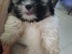 Shih Tzu Puppies