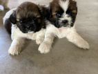 Shihtzu Puppies