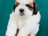 Shih Tzu Puppies