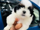 Shih Tzu Puppies