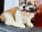 Shih Tzu Puppies