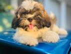 Shih Tzu Puppies