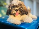 Shih Tzu Puppies