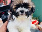 Shih Tzu Puppies