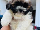 Shih Tzu Puppies