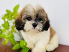 Shih Tzu Puppies