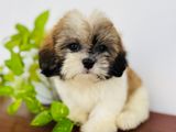 Shih Tzu Puppies