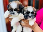 Shih tzu Puppies