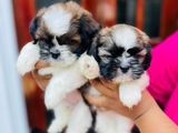 Shih tzu Puppies