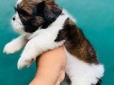 Shih Tzu Puppies