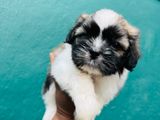 Shih Tzu Puppies
