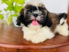 Shih Tzu Puppies