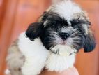 Shihtzu Puppies