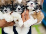 Shih Tzu Puppies