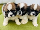 Shih Tzu Puppies