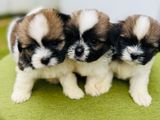 Shih Tzu Puppies