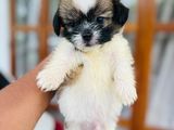 Shih Tzu Puppies