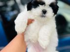 Shihtzu puppies