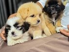 Shihtzu Puppies