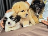 Shih Tzu Puppies