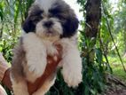 Shih Tzu Puppies