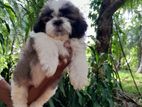 Shihtzu Puppies