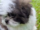 Shih Tzu Puppies