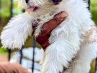 Shih Tzu Puppies