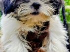 Shih Tzu Puppies