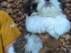 Shih Tzu Puppies